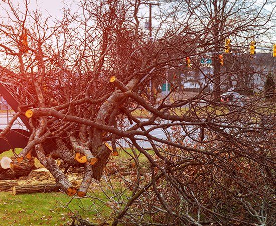 Cleaning Of Trees — New Berlin, WI — Potter’s Tree Service