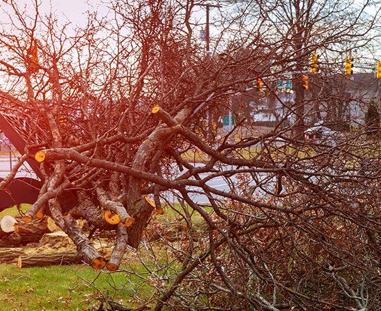 Tree Removals | New Berlin, WI | Potter&rsquo;s Tree Service