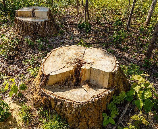 Birch Stump In The Forest — New Berlin, WI — Potter’s Tree Service