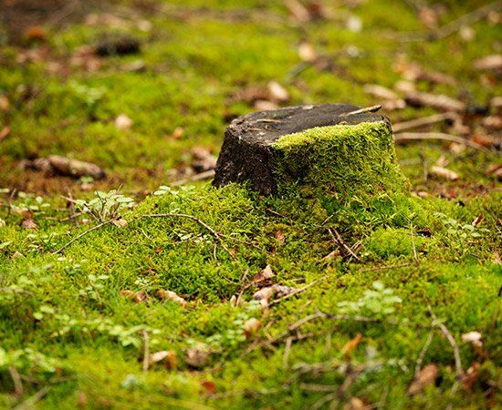Tree Stump In Forest — New Berlin, WI — Potter’s Tree Service