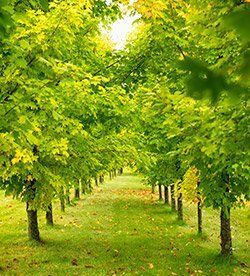 Green Colored Beautiful Trees — New Berlin, WI — Potter’s Tree Service