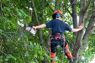 Worker Cutting Trees — New Berlin, WI — Potter’s Tree Service