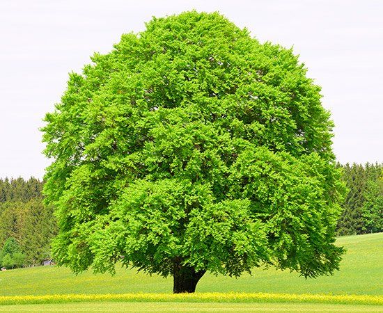 Big Tree — New Berlin, WI — Potter’s Tree Service