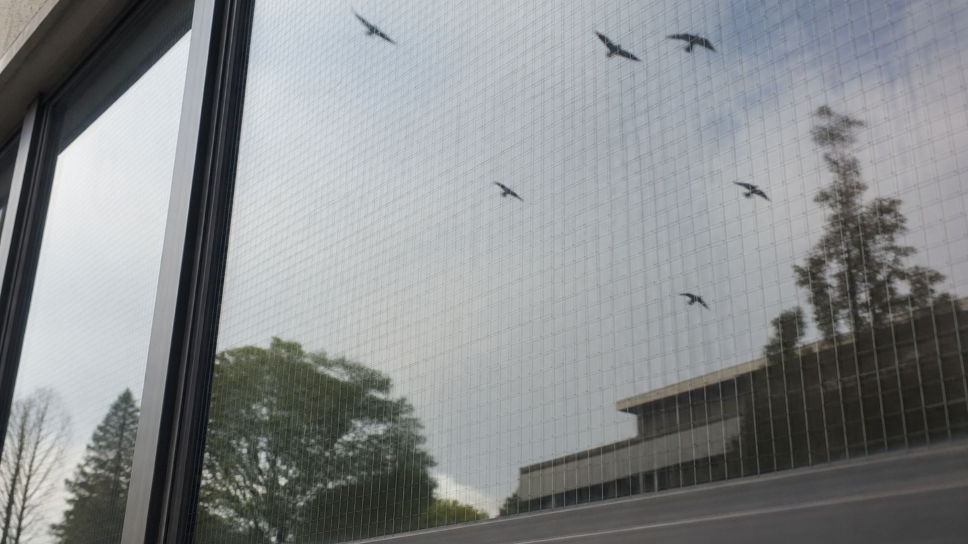 Every year, a billion birds in the US die from colliding with glass. 