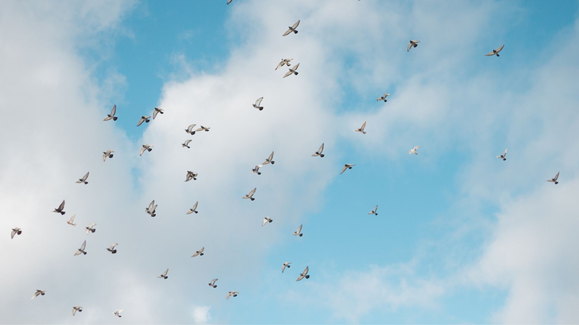 Flock of white birds flying against a bright blue sky with fluffy white clouds.