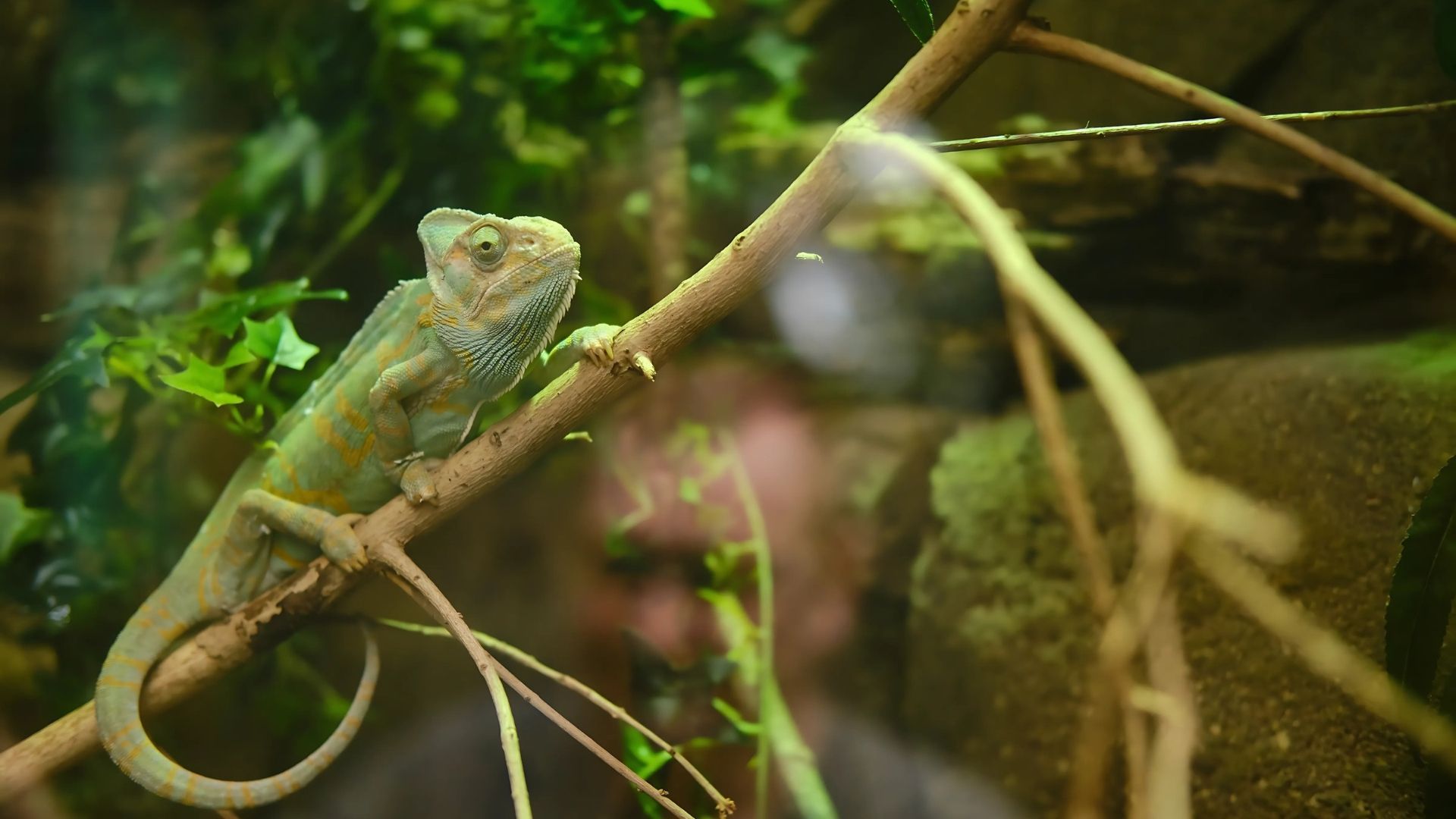 Chameleon on a branch in a terrarium, with green leaves and a blurred background.