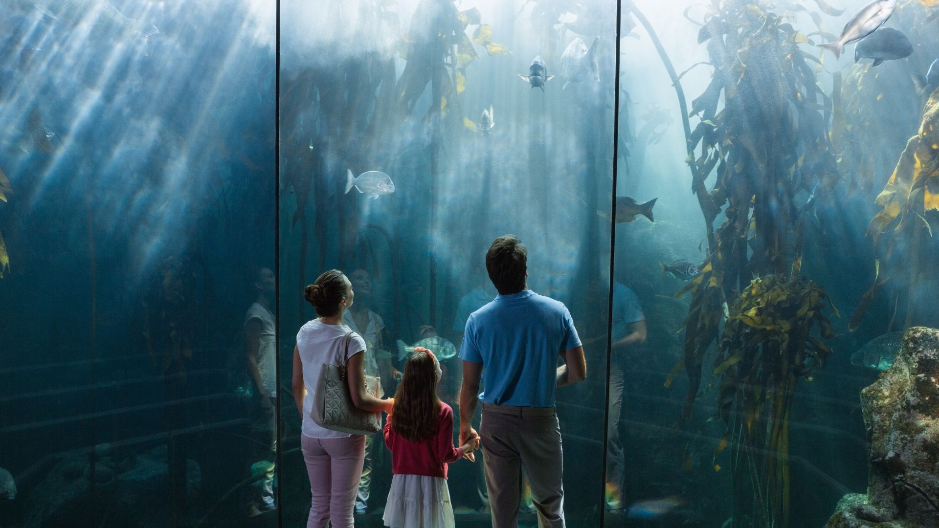 Family admiring an underwater aquarium exhibit, sunlight streams through the water.