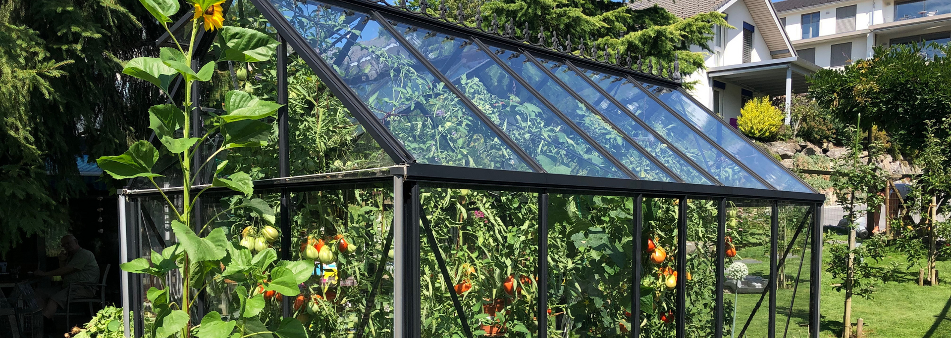 A greenhouse with a glass roof houses tomato plants. Green foliage surrounds the structure against a sunny backdrop.