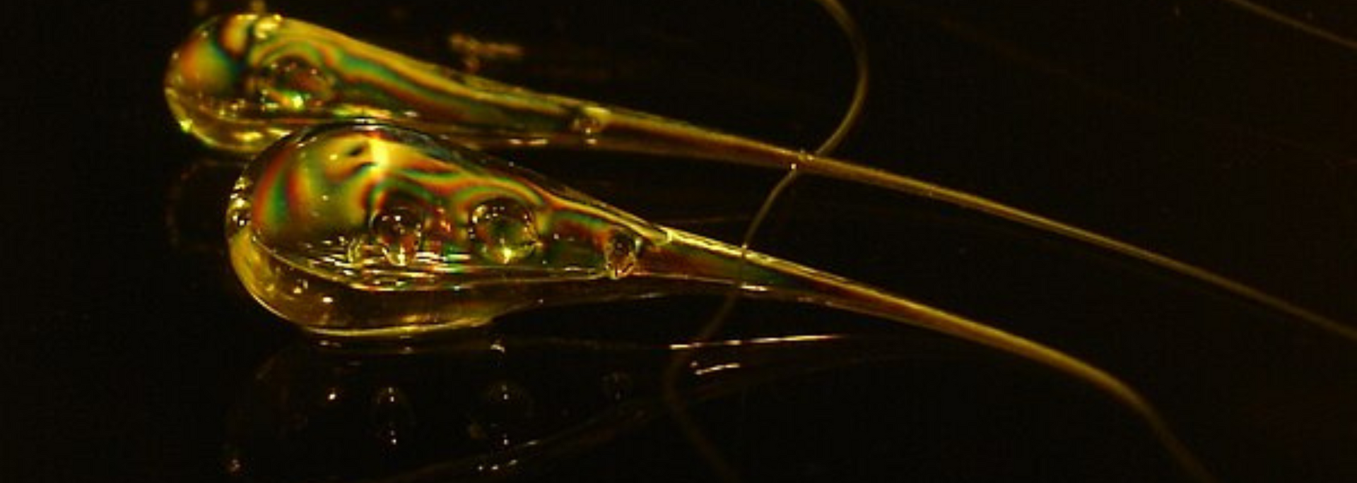 Two elongated, golden-yellow shapes, with iridescent reflections, on a dark surface.
