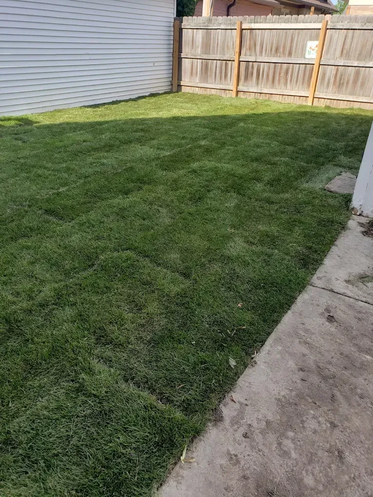 Grass