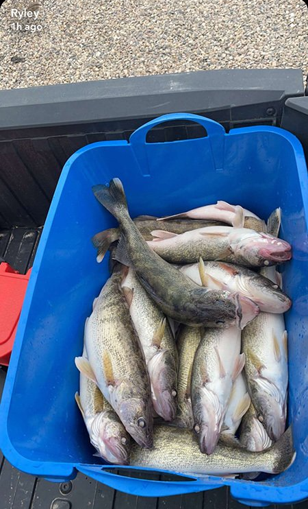 fresh caught fish in a blue bucket