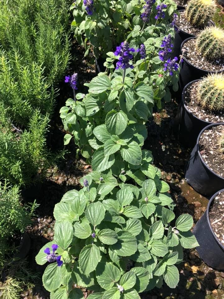 Row of purple-flowered salvia plants next to a rosemary bush and potted cacti.