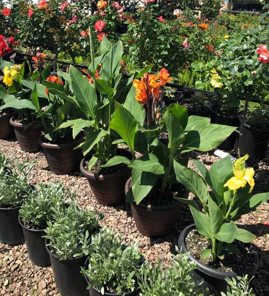 Potted canna lilies with orange and yellow flowers in a nursery, with rose bushes in the background.