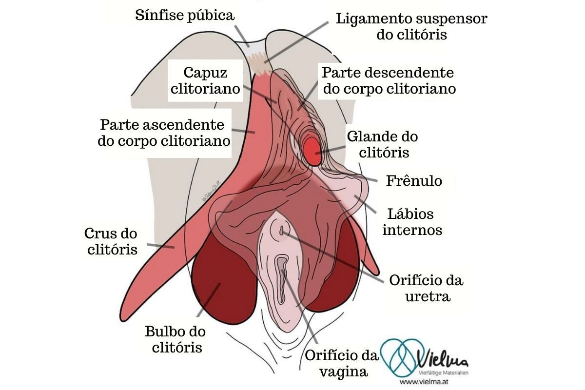 clitoris-Dra-juliana-ribeiro-saude-mulher-vulva