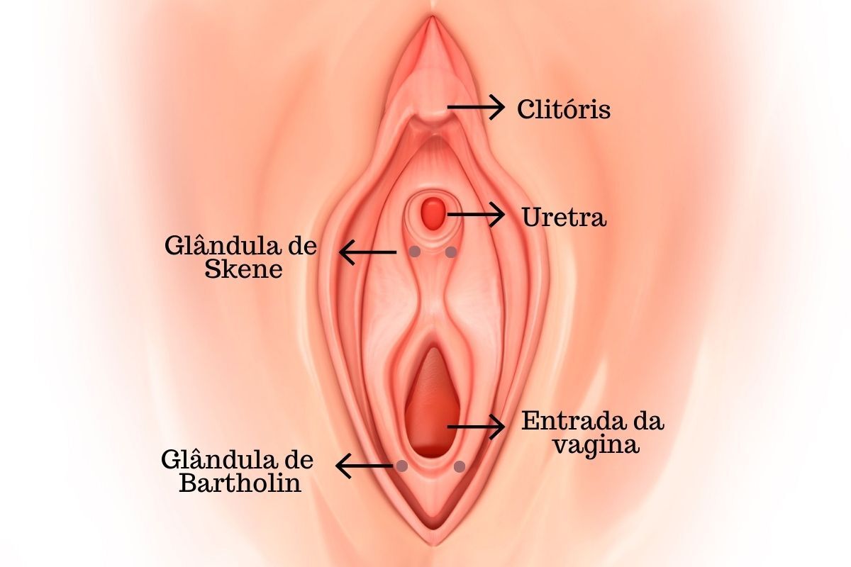 glandula-bartholin-skene-dra-juliana-ribeiro-ginecologista