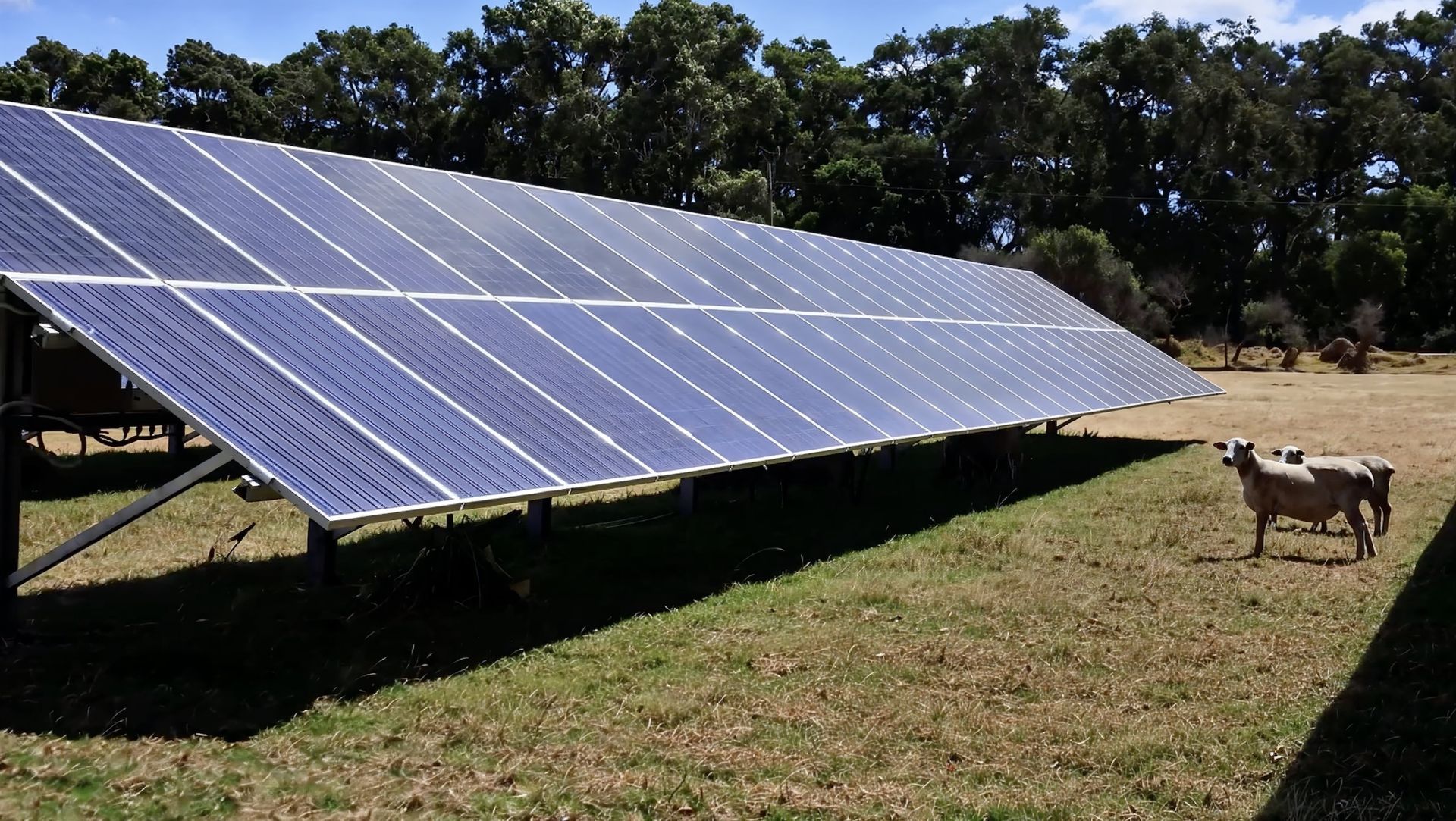 Solar panels in a grassy field with a goat standing nearby under trees.