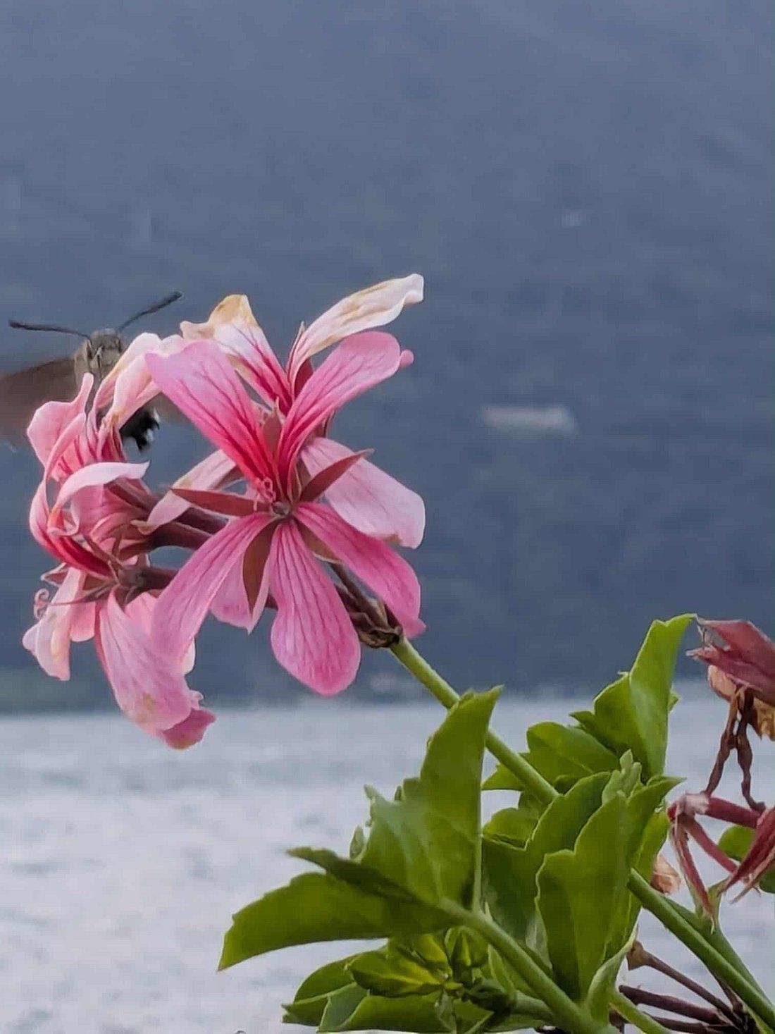 Fiore rosa con un colibrì che volteggia, di fronte a un lago e alle montagne.