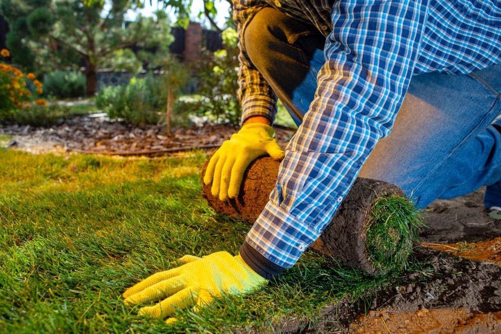Gardener With Yellow Gloves Installing Lawn Grass — Aussie Turf Supplies In Minmi NSW