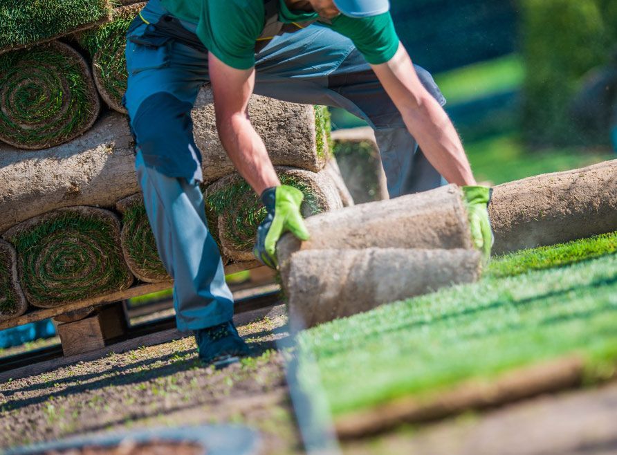 Installation Of New Grass Turfs In Developed Garden — Aussie Turf Supplies In Minmi NSW