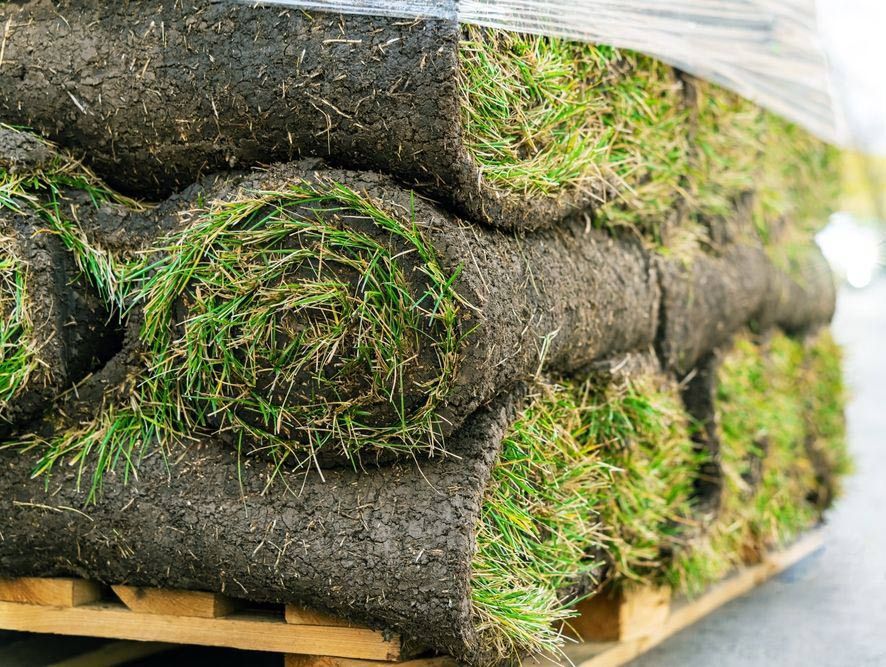 Pile of Rolled Turf — Aussie Turf Supplies In Maitland NSW