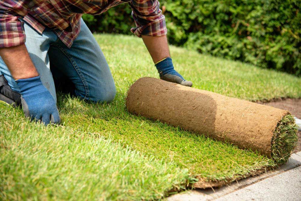 Man Laying Grass Turf — Aussie Turf Supplies In Newcastle NSW