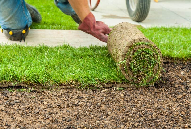 New Turf Rolls Installation — Aussie Turf Supplies In Minmi NSW
