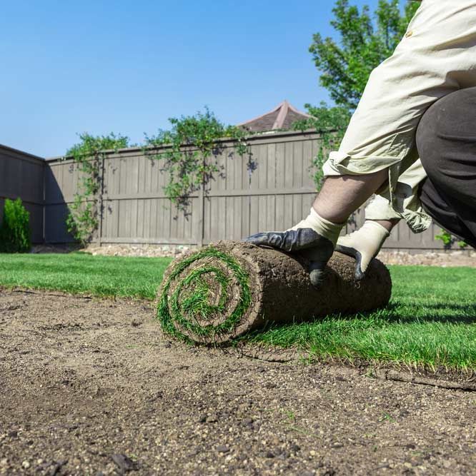 Rolled Sod For New Lawn — Aussie Turf Supplies In Minmi NSW