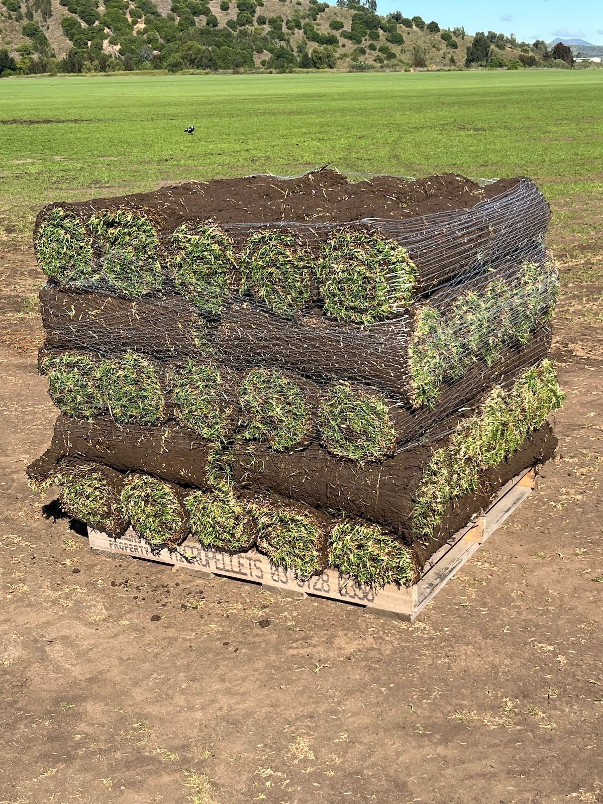 Newly Developed Garden Grass Turfs Installation — Aussie Turf Supplies In Minmi NSW