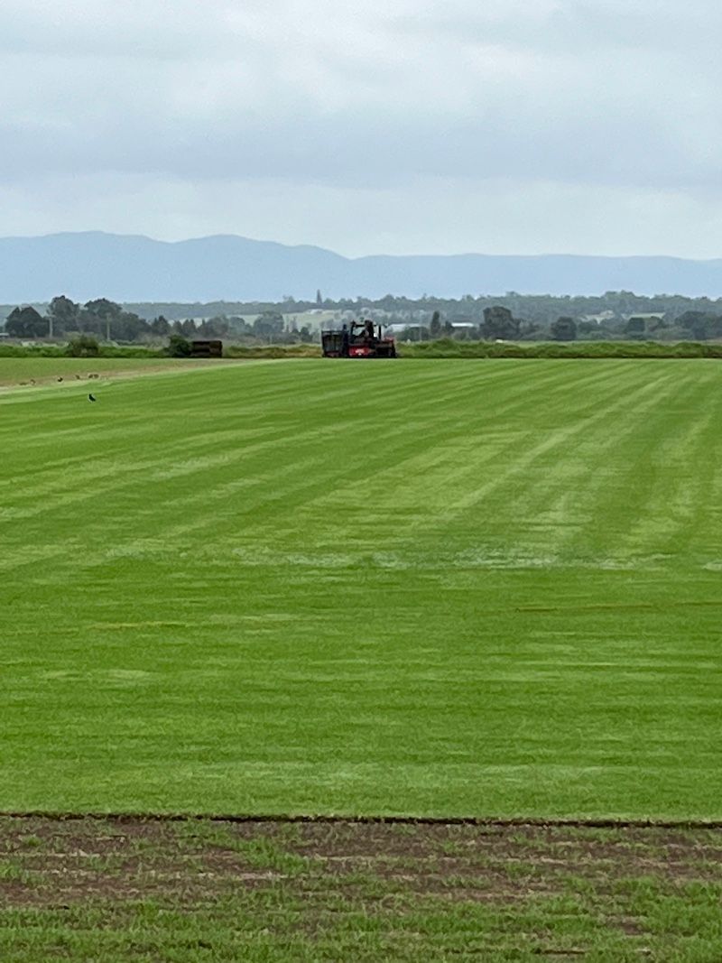 Kikuyu Grass — Aussie Turf Supplies In Minmi NSW