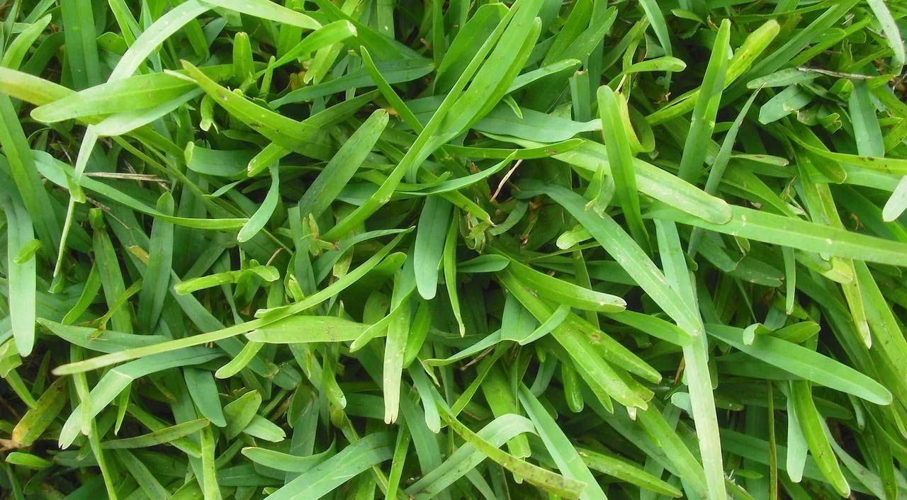 Palmetto Grass Turf — Aussie Turf Supplies In Minmi NSW