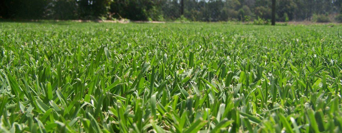 Sapphire Grass Turf — Aussie Turf Supplies In Minmi NSW