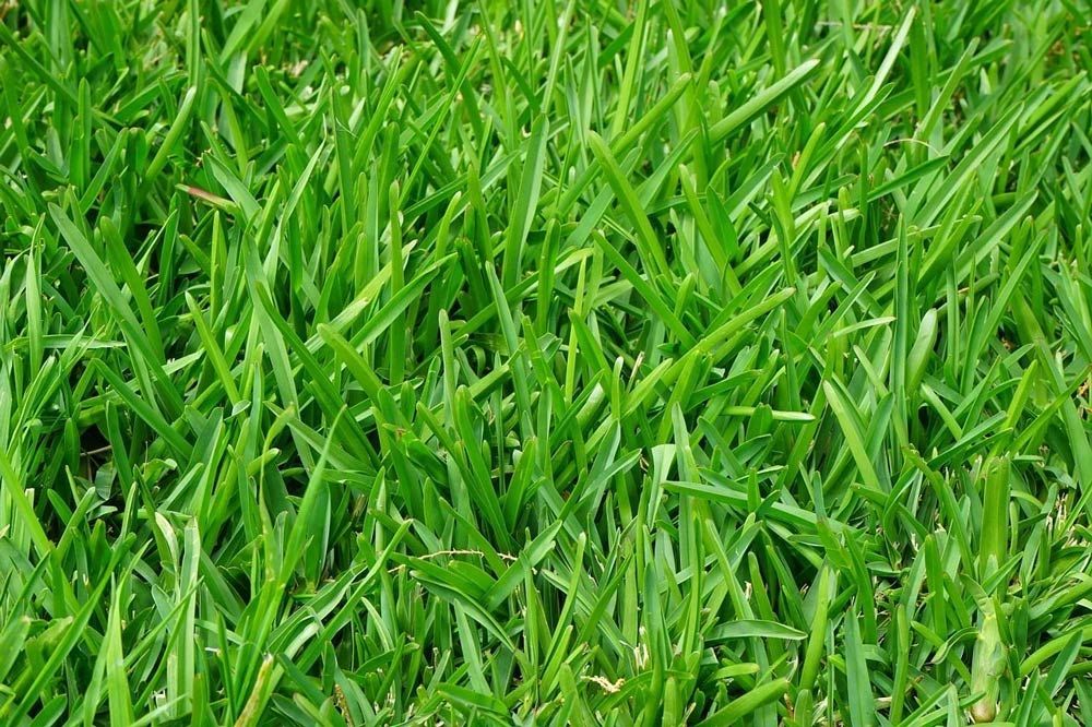 Shademaster Grass Turf — Aussie Turf Supplies In Minmi NSW