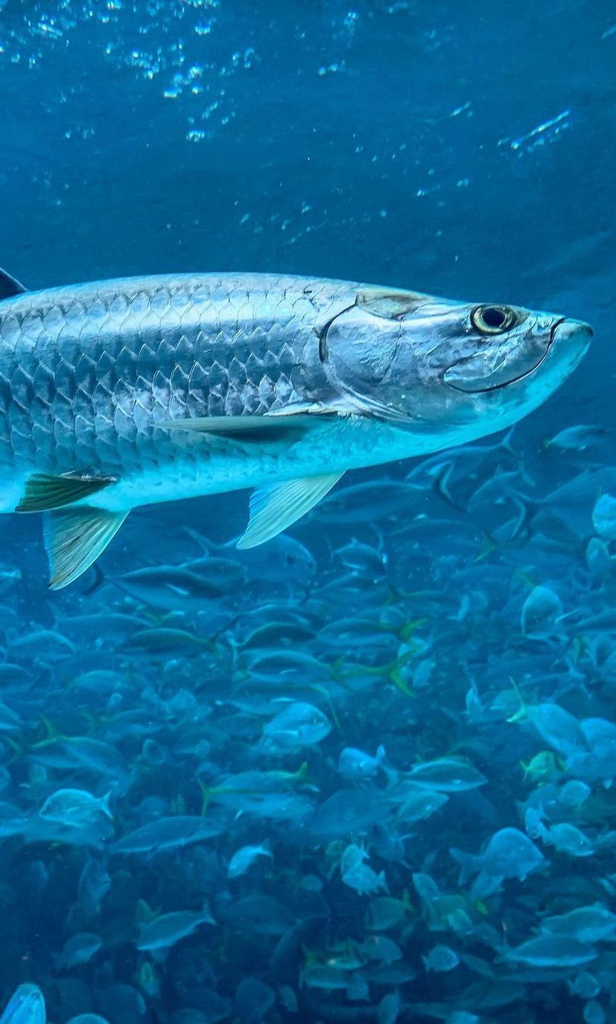 A large fish is swimming in the ocean surrounded by smaller fish.