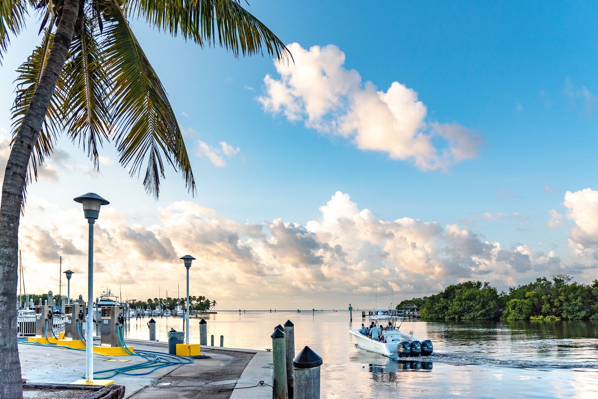 A boat is docked at a dock next to a palm tree.