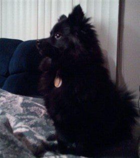 black-pomeranian-side-view