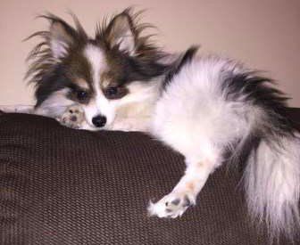 Pomeranian on top of sofa
