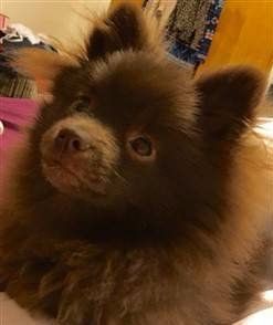 brown nose on brown Pomeranian
