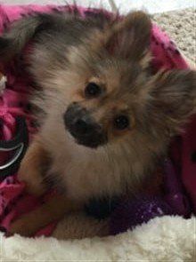 Sable colored Pomeranian, female
