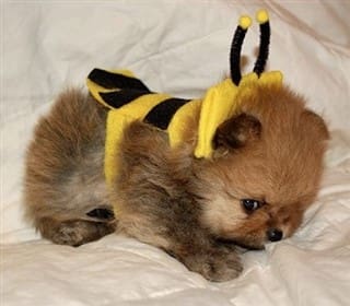 Pom puppy in bee costume