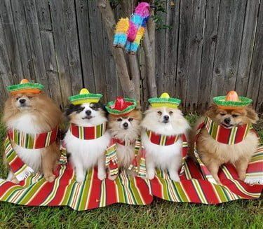#1 Pomeranian group costume photo