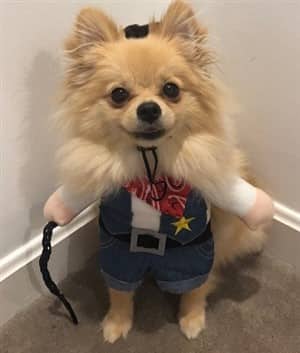 Pomeranian in cowgirl costume