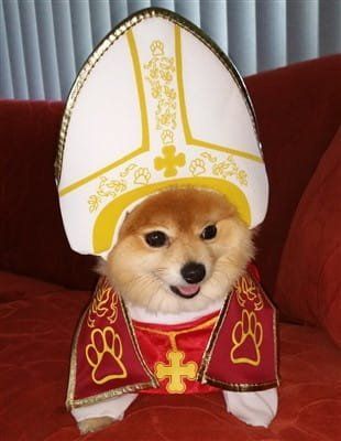 Pomeranian winner - Pope Costume
