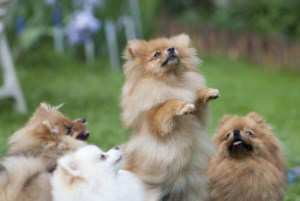 1 year old Pomeranian