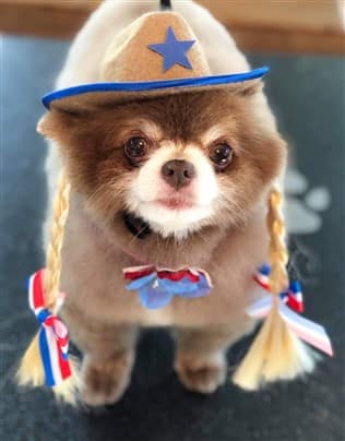 Pomeranian in dog sheriff costume