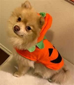 Pomeranian in pumpkin costume