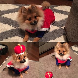 Pomeranian dressed as a king