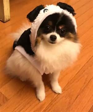 Pom panda bear costume PetPom