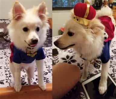 Pomeranian king costume Halloween PetPom