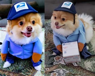 Pomeranian post mail carrier costume