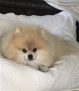 very fluffy pom